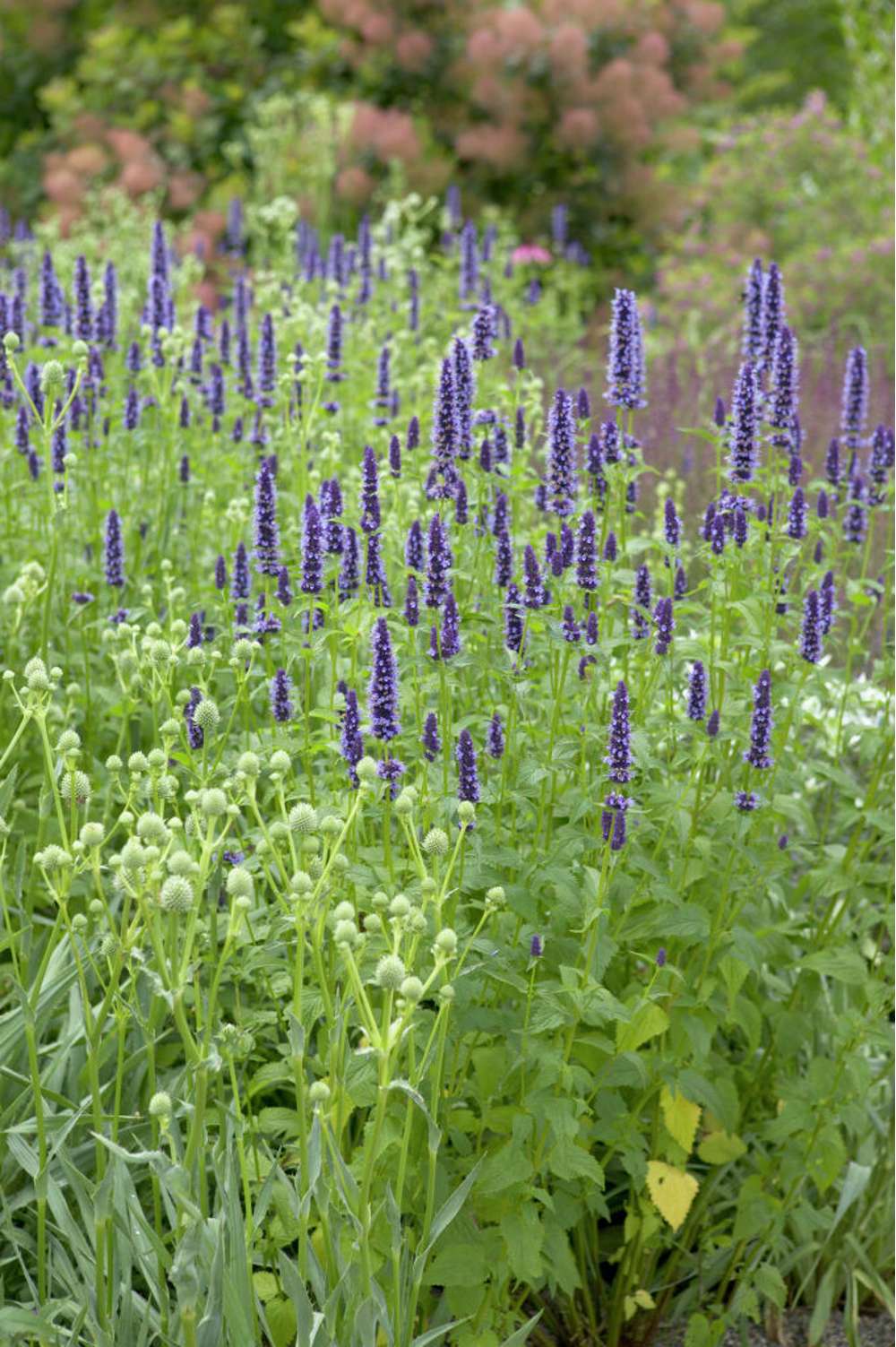 Indianermynte 'Black Adder'